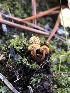  ( - HAY-F-007049)  @11 [ ] by-nc (2023) Dean Lyons Fungal Diversity Survey