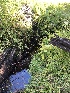  ( - HAY-F-007050)  @11 [ ] by-nc (2023) Dean Lyons Fungal Diversity Survey