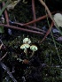  ( - HAY-F-007049)  @11 [ ] by-nc (2023) Dean Lyons Fungal Diversity Survey