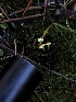  ( - HAY-F-007049)  @11 [ ] by-nc (2023) Dean Lyons Fungal Diversity Survey