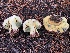  (Butyriboletus abieticola - HAY-F-006984)  @11 [ ] by-nc (2023) Dean Lyons Fungal Diversity Survey