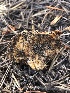  ( - HAY-F-007047)  @11 [ ] by-nc (2023) Dean Lyons Fungal Diversity Survey