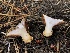  ( - HAY-F-007047)  @11 [ ] by-nc (2023) Dean Lyons Fungal Diversity Survey