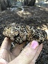  (Gautieria sp. CA07 - HAY-F-006987)  @11 [ ] by-nc (2023) Dean Lyons Fungal Diversity Survey
