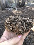  ( - HAY-F-006987)  @11 [ ] by-nc (2023) Dean Lyons Fungal Diversity Survey