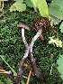  ( - HAY-F-007044)  @11 [ ] by-nc (2023) Dean Lyons Fungal Diversity Survey
