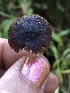  ( - HAY-F-007044)  @11 [ ] by-nc (2023) Dean Lyons Fungal Diversity Survey