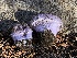  (Cortinarius velatus - HAY-F-006989)  @11 [ ] by-nc (2023) Dean Lyons Fungal Diversity Survey