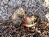  ( - HAY-F-006990)  @11 [ ] by-nc (2023) Dean Lyons Fungal Diversity Survey