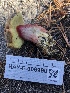  ( - HAY-F-006990)  @11 [ ] by-nc (2023) Dean Lyons Fungal Diversity Survey