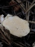  ( - HAY-F-006992)  @11 [ ] by-nc (2023) Dean Lyons Fungal Diversity Survey