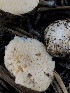  ( - HAY-F-006992)  @11 [ ] by-nc (2023) Dean Lyons Fungal Diversity Survey