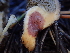  ( - HAY-F-007043)  @11 [ ] by-nc (2023) Dean Lyons Fungal Diversity Survey