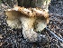  ( - HAY-F-007034)  @11 [ ] by-nc (2023) Dean Lyons Fungal Diversity Survey