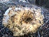  ( - HAY-F-007034)  @11 [ ] by-nc (2023) Dean Lyons Fungal Diversity Survey