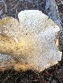  ( - HAY-F-007034)  @11 [ ] by-nc (2023) Dean Lyons Fungal Diversity Survey