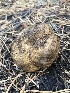  ( - HAY-F-006993)  @11 [ ] by-nc (2023) Dean Lyons Fungal Diversity Survey