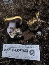  ( - HAY-F-007040)  @11 [ ] by-nc (2023) Dean Lyons Fungal Diversity Survey