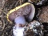  ( - HAY-F-007040)  @11 [ ] by-nc (2023) Dean Lyons Fungal Diversity Survey
