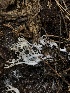  (Lentaria sp. CA01 - HAY-F-006997)  @11 [ ] by-nc (2023) Dean Lyons Fungal Diversity Survey