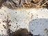  ( - HAY-F-007038)  @11 [ ] by-nc (2023) Dean Lyons Fungal Diversity Survey