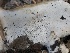  ( - HAY-F-007038)  @11 [ ] by-nc (2023) Dean Lyons Fungal Diversity Survey