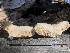  (Lactarius crassus - HAY-F-007000)  @11 [ ] by-nc (2023) Dean Lyons Fungal Diversity Survey