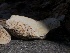  ( - HAY-F-007000)  @11 [ ] by-nc (2023) Dean Lyons Fungal Diversity Survey