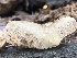  ( - HAY-F-007000)  @11 [ ] by-nc (2023) Dean Lyons Fungal Diversity Survey