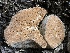  ( - HAY-F-007001)  @11 [ ] by-nc (2023) Dean Lyons Fungal Diversity Survey