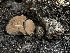  (Gautieria sp. CA03 - HAY-F-007001)  @11 [ ] by-nc (2023) Dean Lyons Fungal Diversity Survey