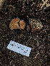  ( - HAY-F-007001)  @11 [ ] by-nc (2023) Dean Lyons Fungal Diversity Survey