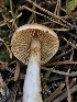  ( - HAY-F-007003)  @11 [ ] by-nc (2023) Dean Lyons Fungal Diversity Survey