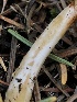  ( - HAY-F-007003)  @11 [ ] by-nc (2023) Dean Lyons Fungal Diversity Survey