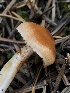 ( - HAY-F-007003)  @11 [ ] by-nc (2023) Dean Lyons Fungal Diversity Survey