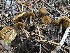  ( - HAY-F-007037)  @11 [ ] by-nc (2023) Dean Lyons Fungal Diversity Survey