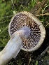  (Cortinarius sp. Harrower94 - HAY-F-007007)  @11 [ ] by-nc (2023) Dean Lyons Fungal Diversity Survey