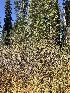  ( - HAY-F-007006)  @11 [ ] by-nc (2023) Dean Lyons Fungal Diversity Survey