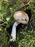  ( - HAY-F-007007)  @11 [ ] by-nc (2023) Dean Lyons Fungal Diversity Survey