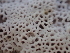  ( - HAY-F-007041)  @11 [ ] by-nc (2023) Dean Lyons Fungal Diversity Survey