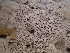  ( - HAY-F-007041)  @11 [ ] by-nc (2023) Dean Lyons Fungal Diversity Survey