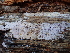  ( - HAY-F-007041)  @11 [ ] by-nc (2023) Dean Lyons Fungal Diversity Survey
