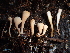  (Clavariadelphus mucronatus - HAY-F-007039)  @11 [ ] by-nc (2023) Dean Lyons Fungal Diversity Survey