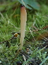  (Clavaria sp. falcata-CA01 - HAY-F-007005)  @11 [ ] by-nc (2023) Dean Lyons Fungal Diversity Survey