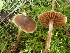  ( - HAY-F-007006)  @11 [ ] by-nc (2023) Dean Lyons Fungal Diversity Survey
