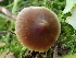  ( - HAY-F-007006)  @11 [ ] by-nc (2023) Dean Lyons Fungal Diversity Survey