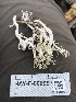 ( - HAY-F-006997)  @11 [ ] by-nc (2023) Dean Lyons Fungal Diversity Survey