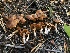  ( - HAY-F-007015)  @11 [ ] by-nc (2023) Dean Lyons Fungal Diversity Survey