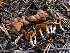  ( - HAY-F-007015)  @11 [ ] by-nc (2023) Dean Lyons Fungal Diversity Survey