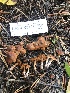  ( - HAY-F-007015)  @11 [ ] by-nc (2023) Dean Lyons Fungal Diversity Survey